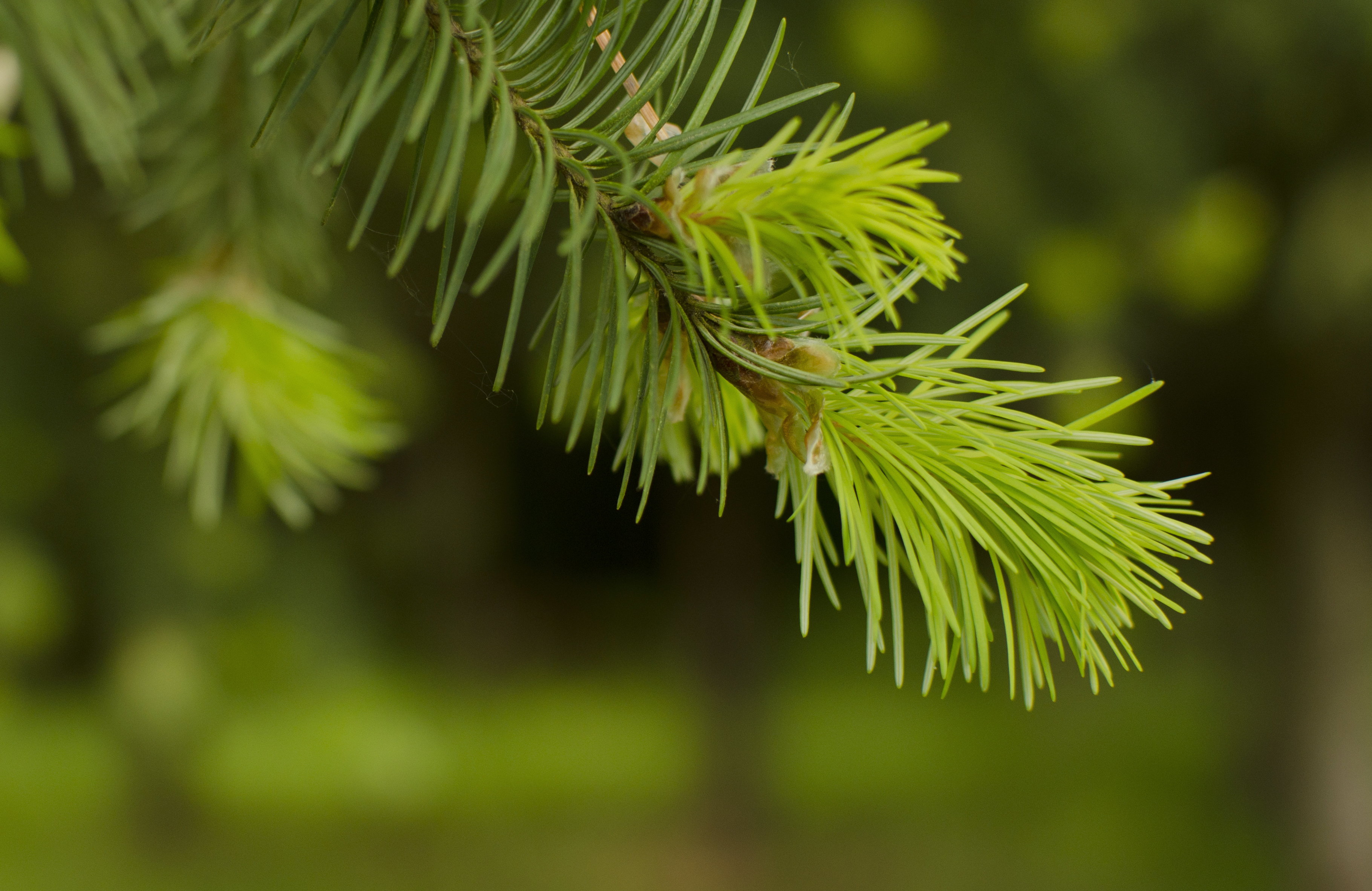 A close up of a fir tree tip
