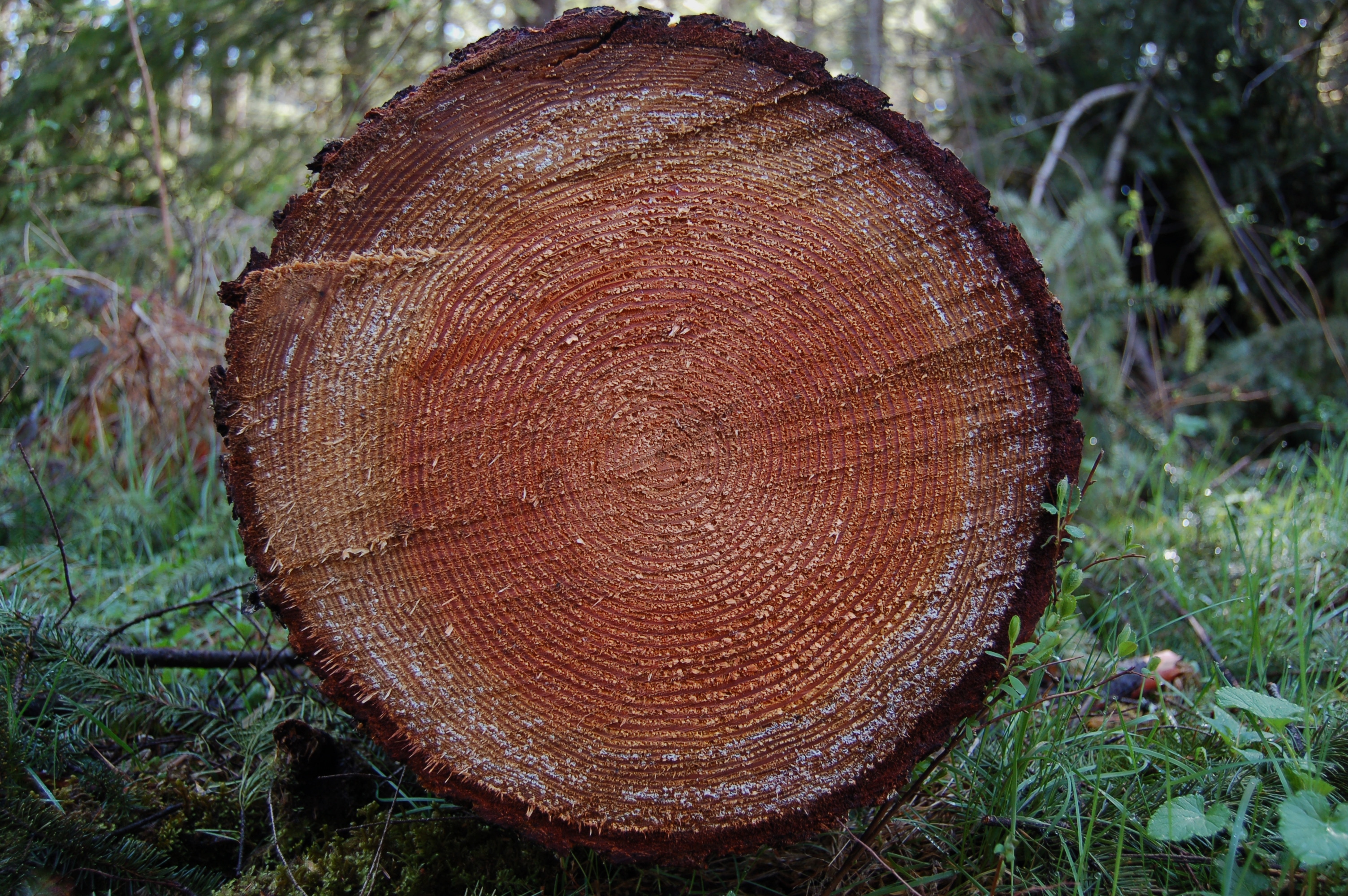 slice of a tree trunk