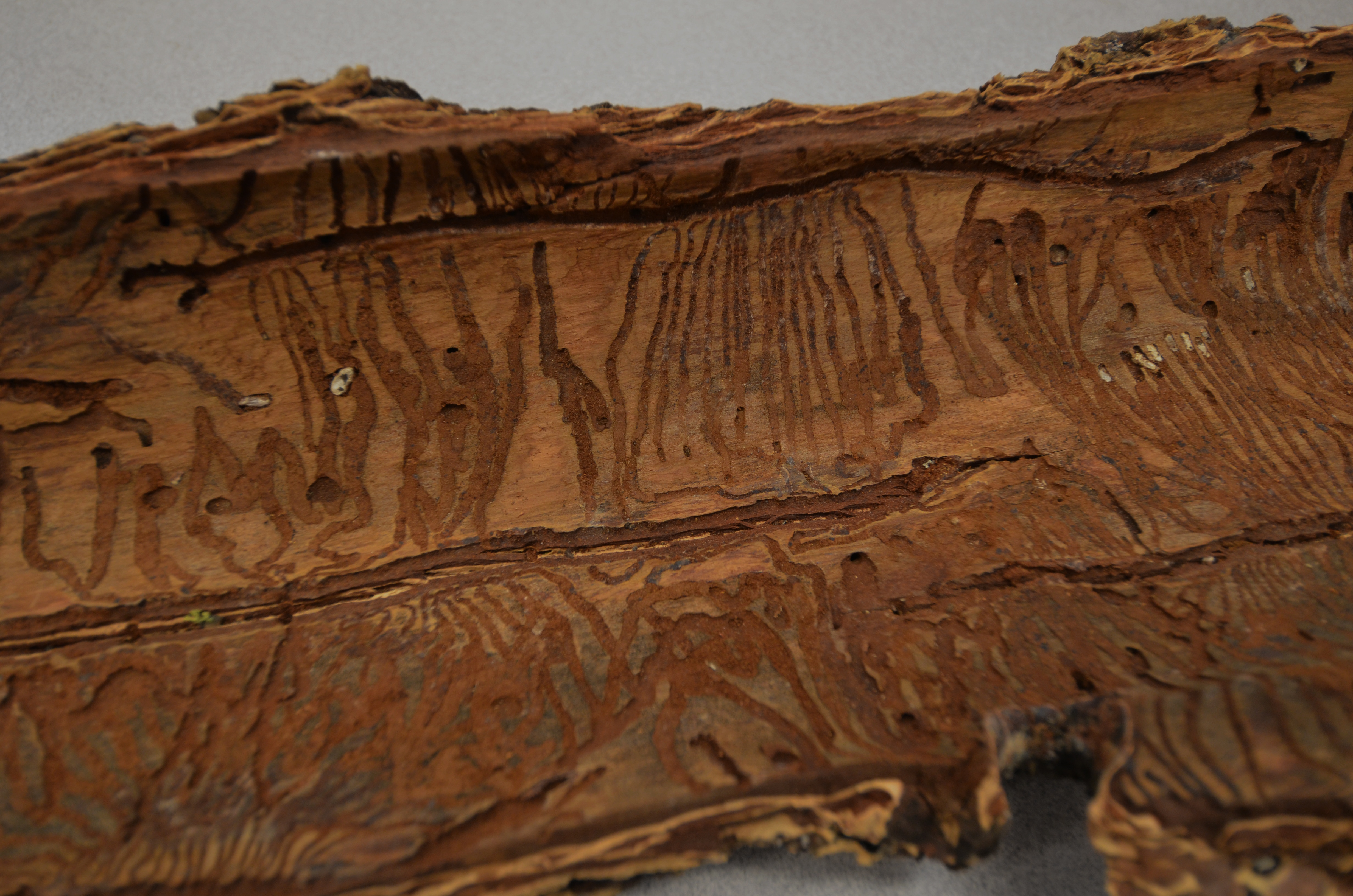 traces of insects inside wood