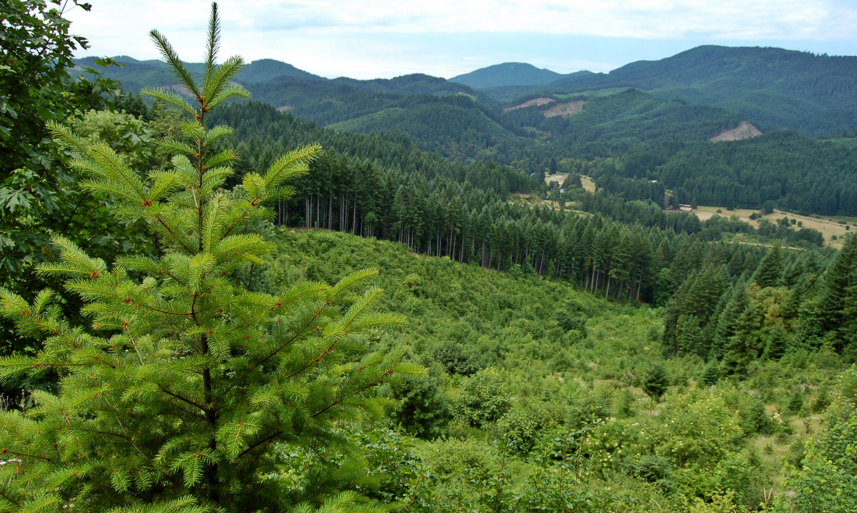 A view of trees that are growing and some that have been harvested.