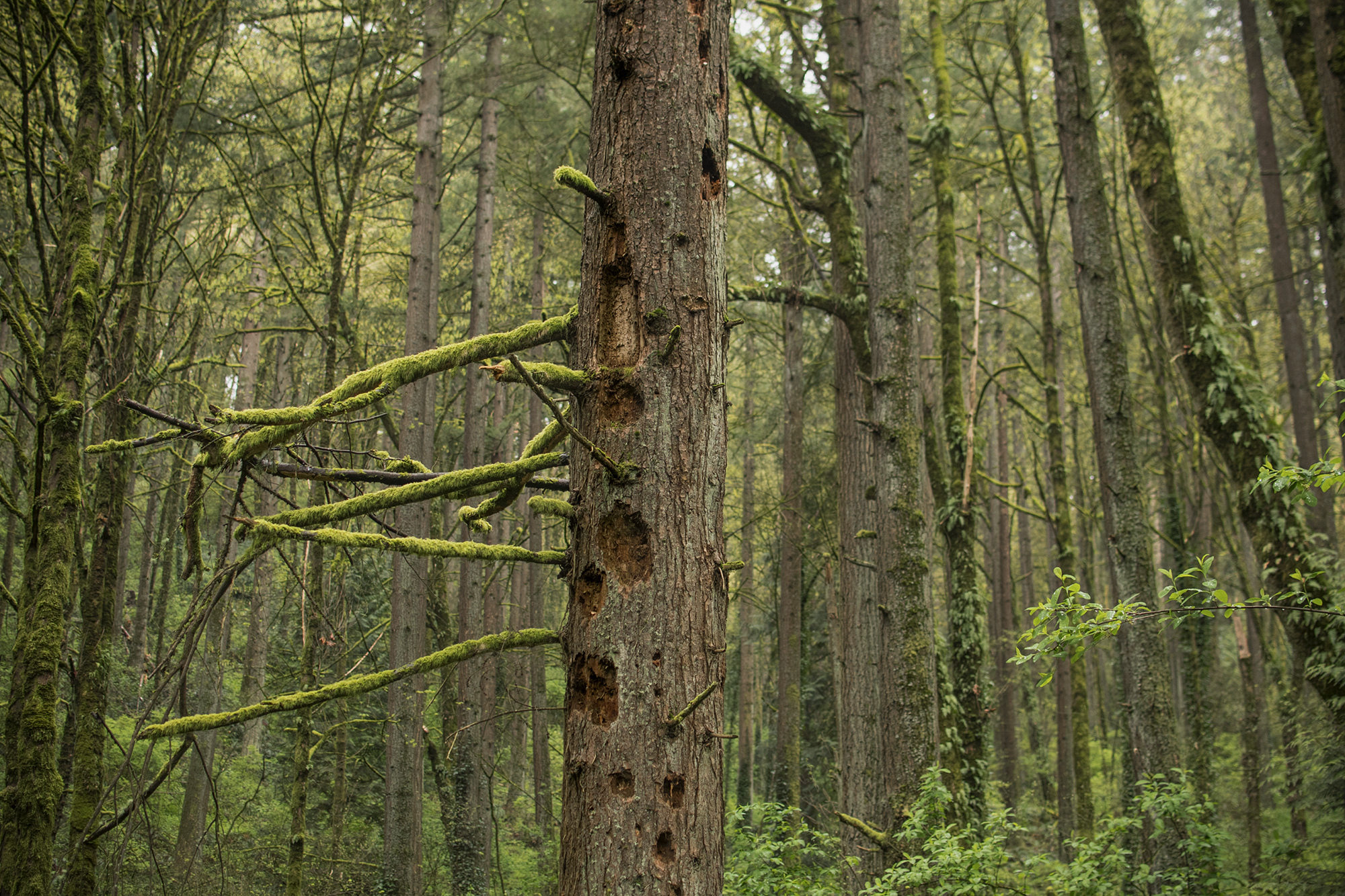 a decayed tree with hole for habitat
