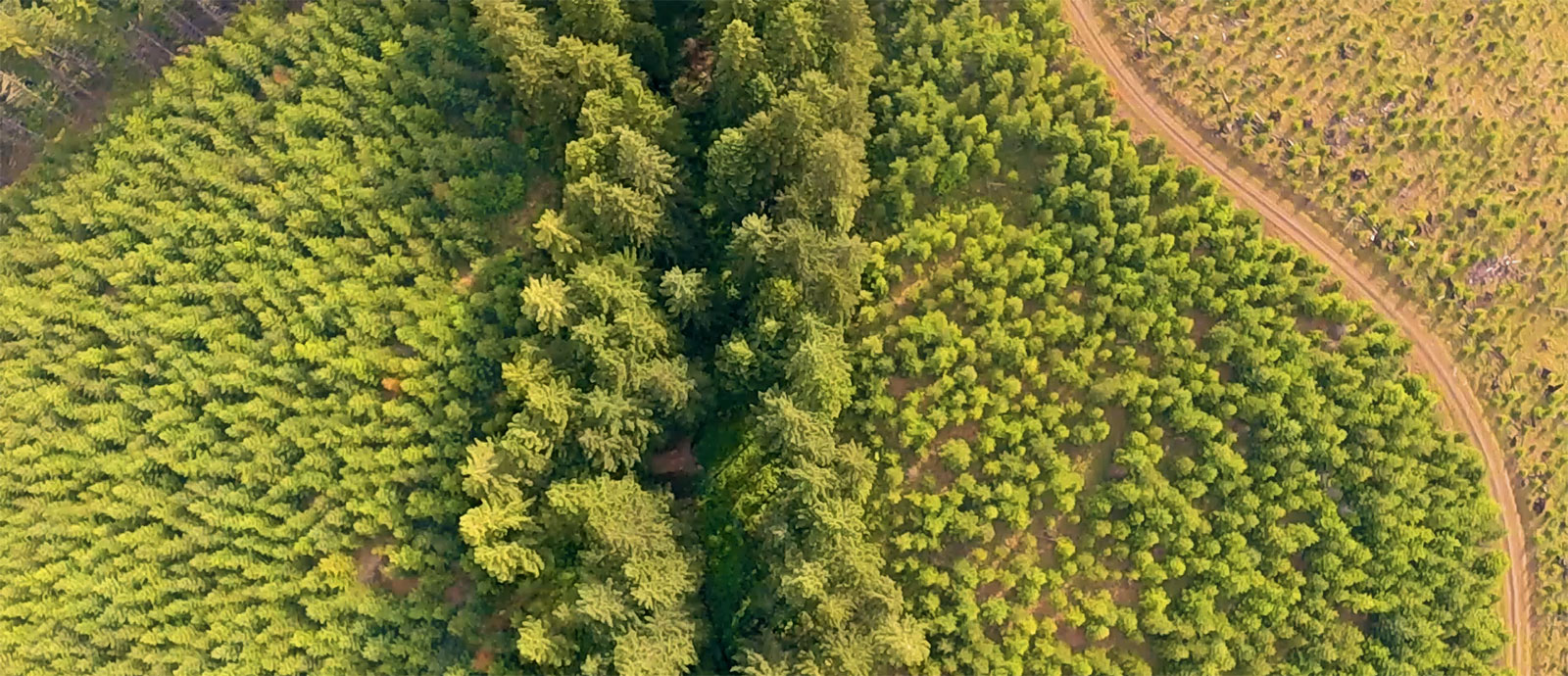 An aerial view of a forest