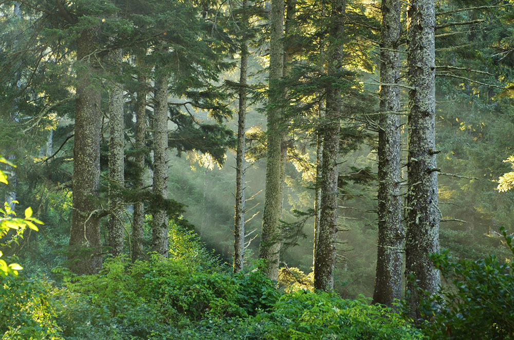 A collection of trees in a forest