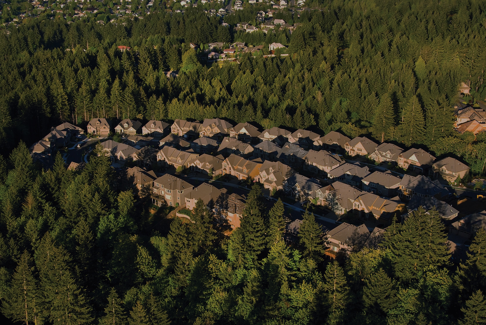 a suburb in a forest