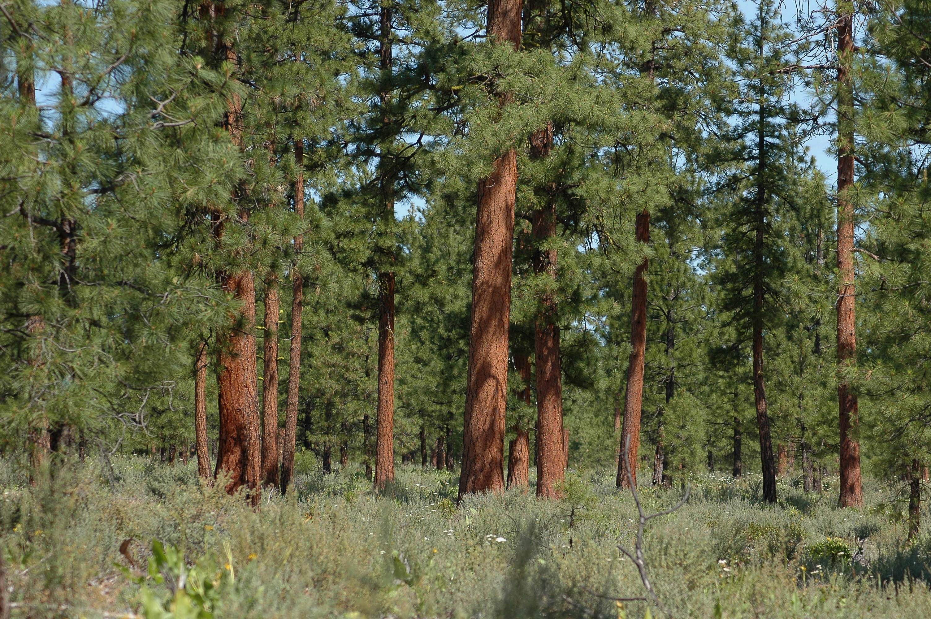 A picture of the forest