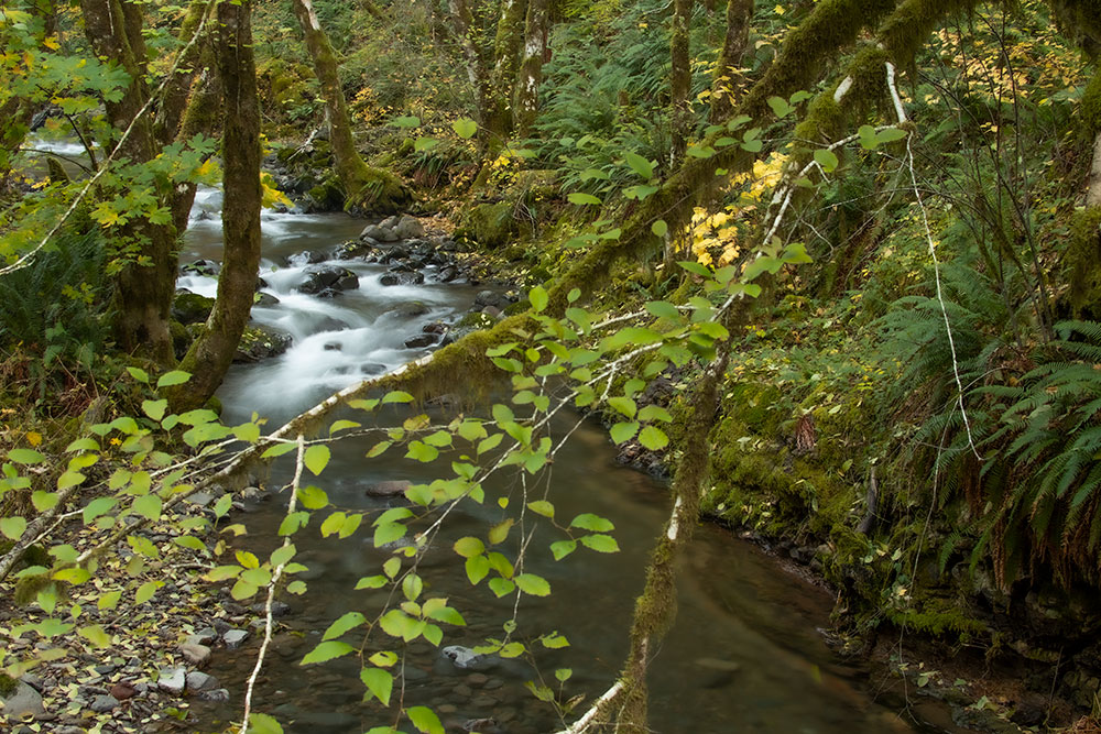 Alder near the creek