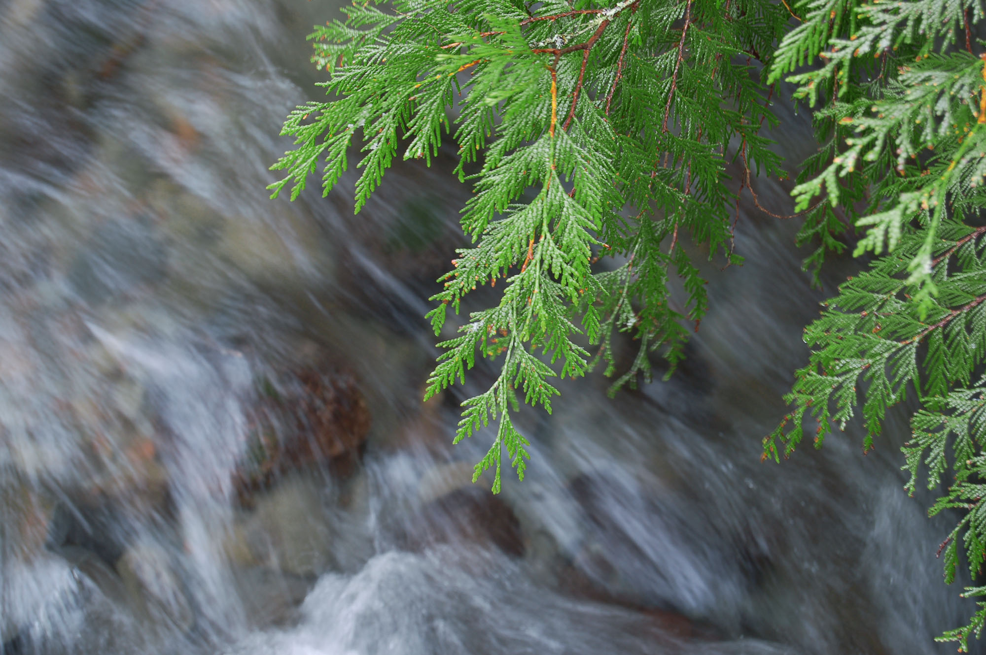 cedar over river