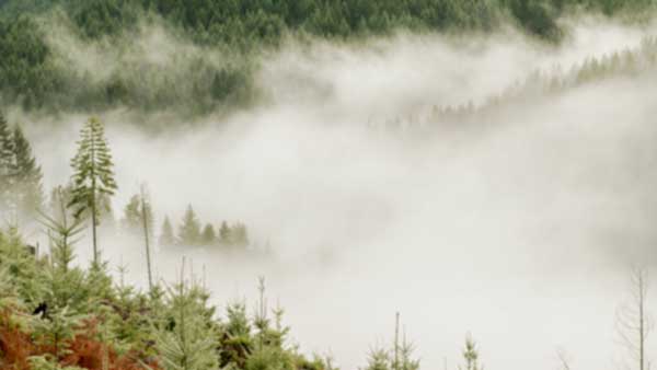 Foggy forest