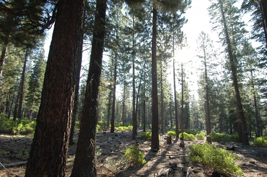 A thinned ponderosa pine forest in Deschutes County