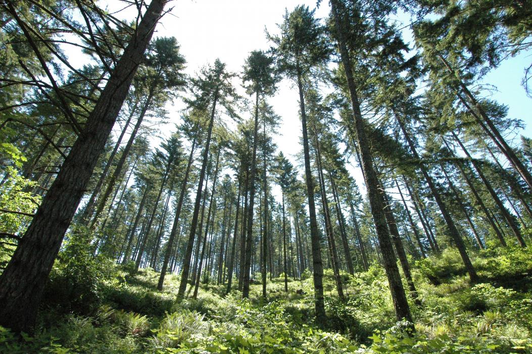 A mature Douglas-fir stand within McDonald Dunn Forest, Benton County