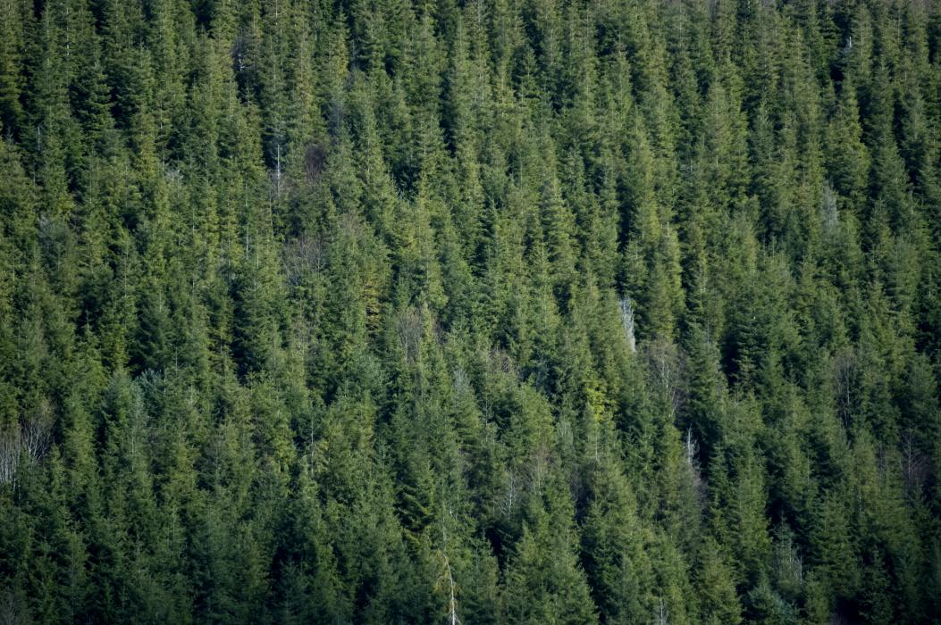 Mature Douglas-fir canopy in Clackamas County