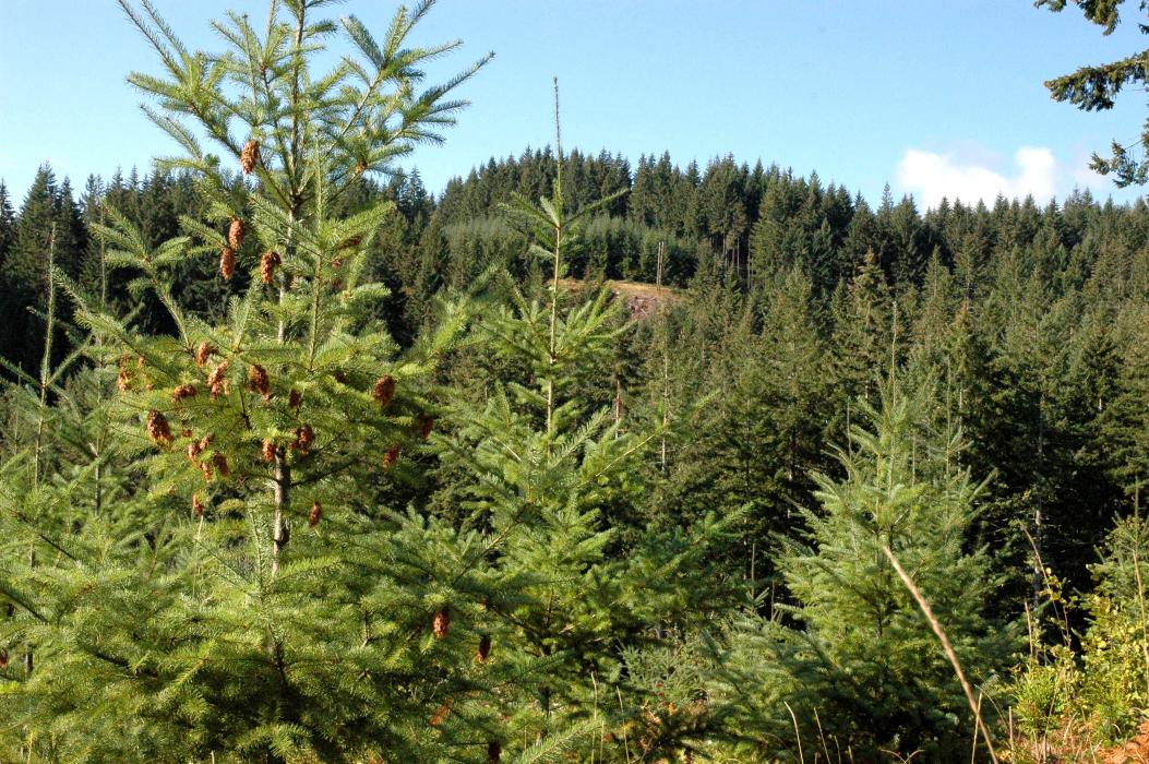 Working forest landscape in Washington County