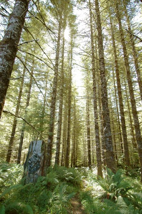 A working Douglas-fir forest in Yamhill county