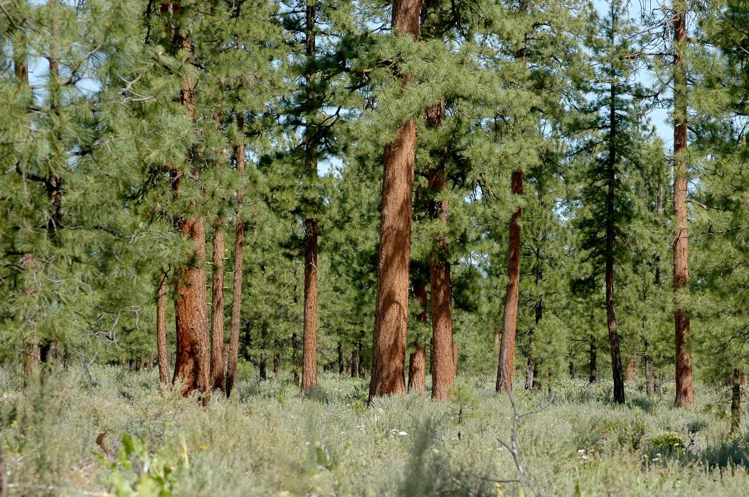 A healthy, east-side ponderosa pine forest