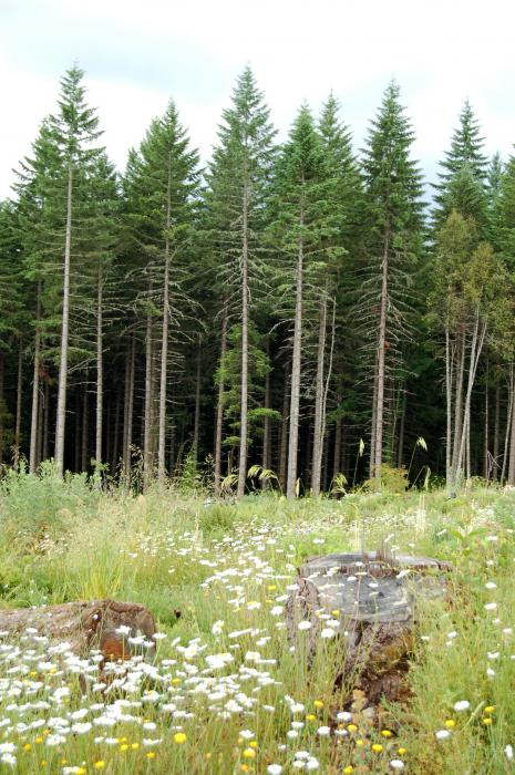 The border of two age classes in a Lane County forest