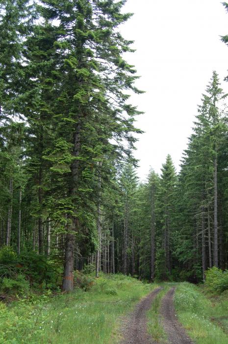 Working forest in Lane County