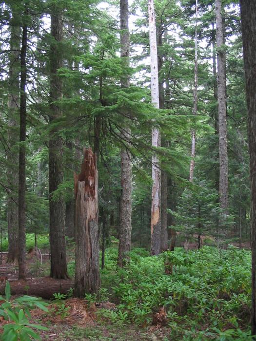 Mature stand of mountain hemlock in Mt. Hood National Forest