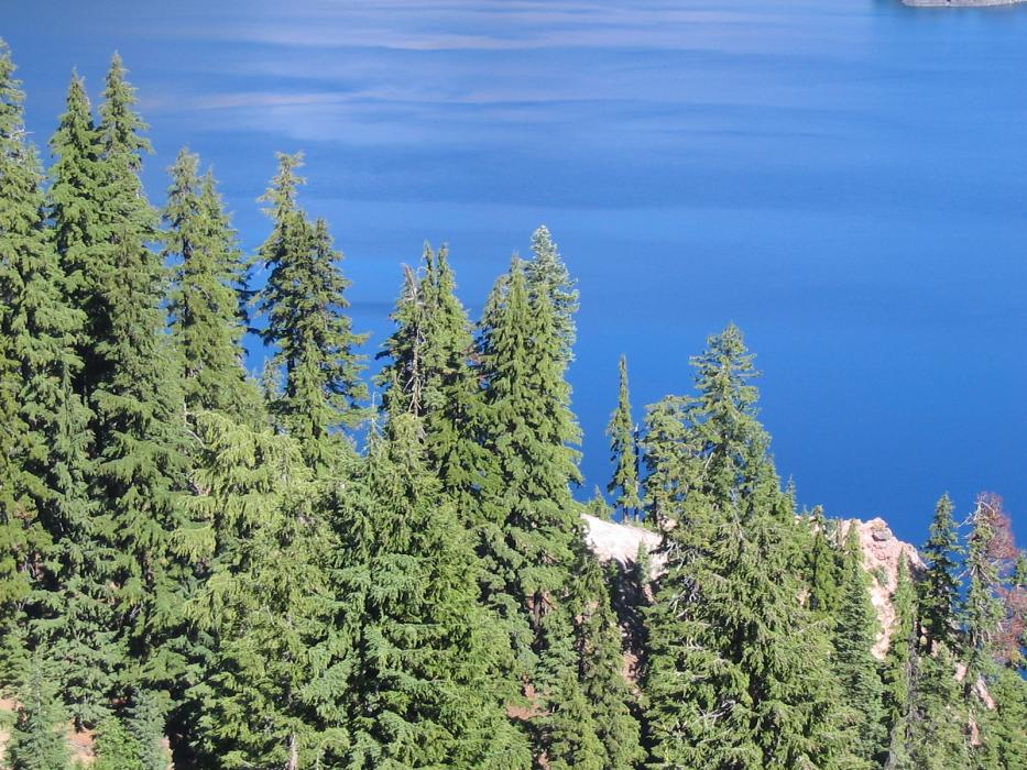 Trees against the clear blue water of Crater Lake