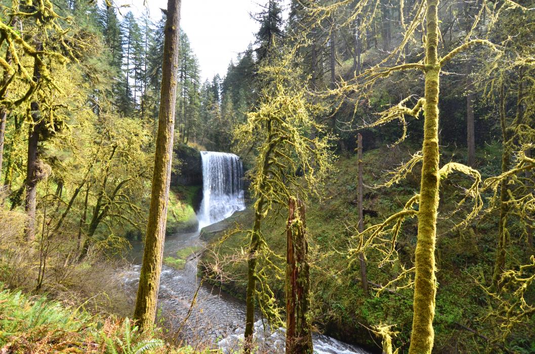 One of the many waterfalls inside Silver Falls State Park in Marion County