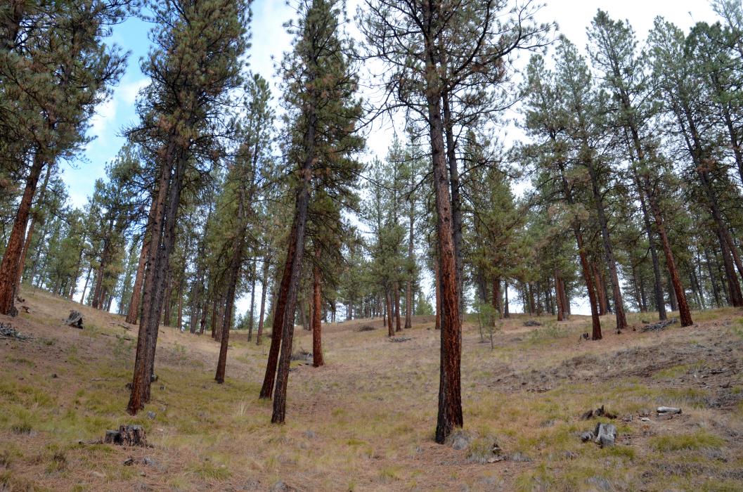 A thinned, healthy east-side forest in Grant County