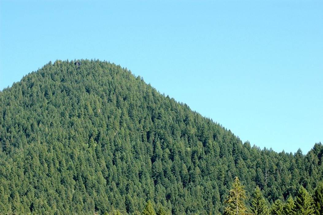 A forested hillside in Washington County