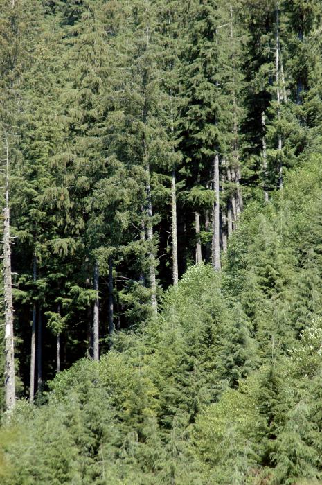 The edge of BLM forestland and a state forest