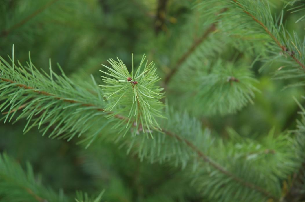 Spring growth of a Douglas-fir tree