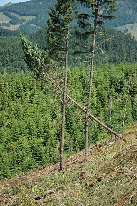 A tree is harvested in Douglas County