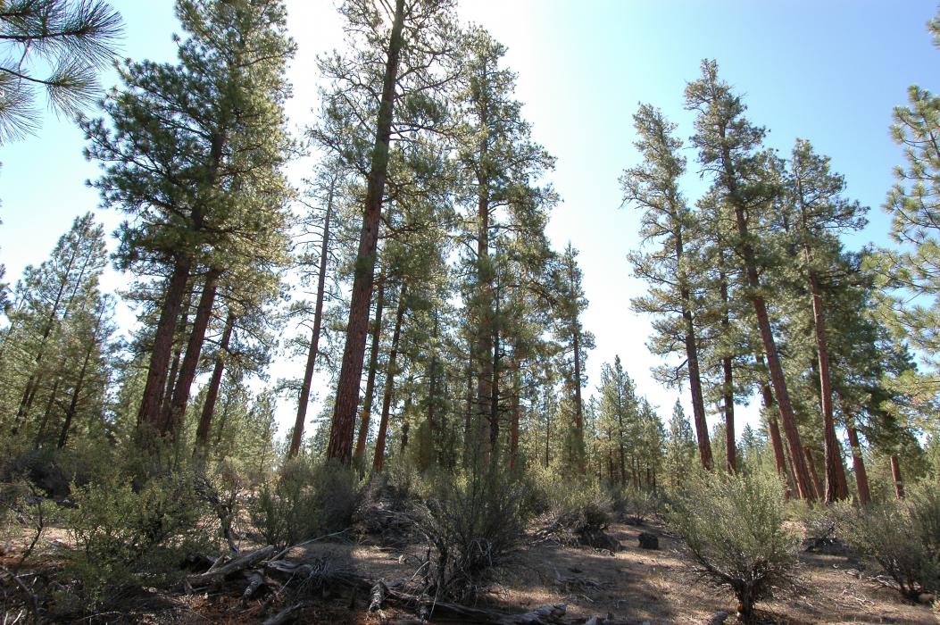 A thinned ponderosa pine stand in a Klamath county federal forest