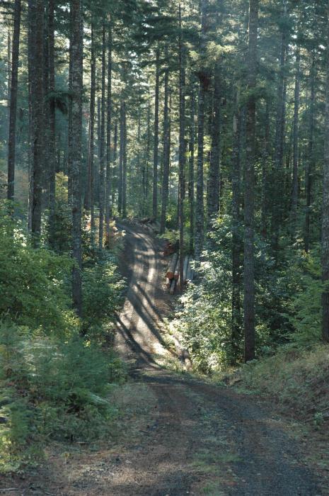 Sunlight shines in on a family forestland during a harvest operation