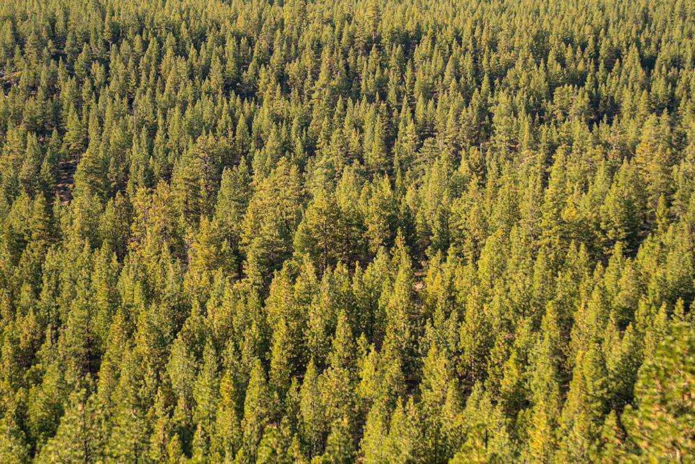 Ponderosa from the sky