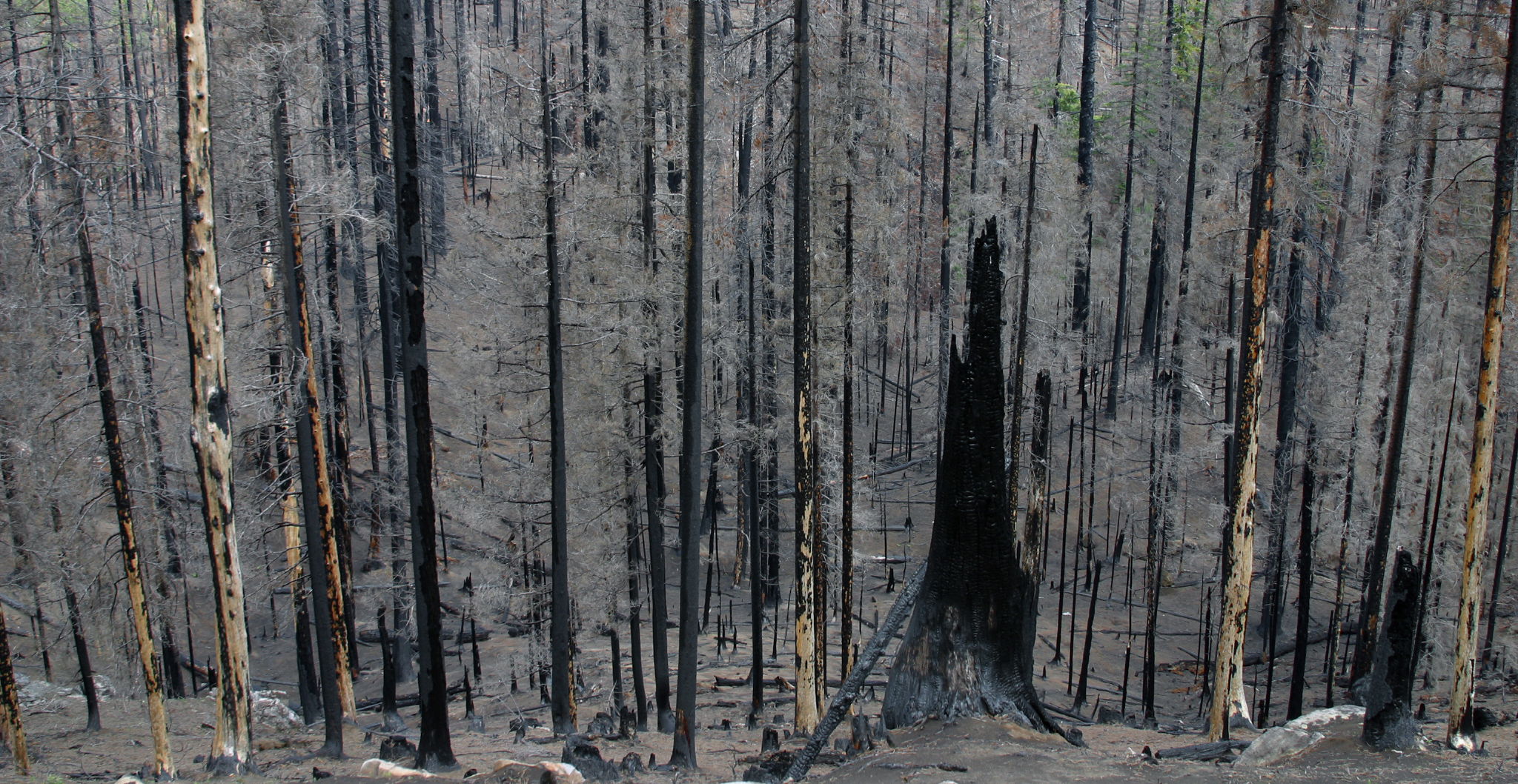 A burnt forest