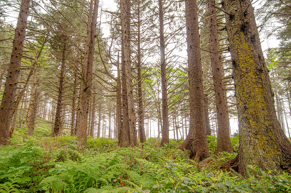 Coastal spruce