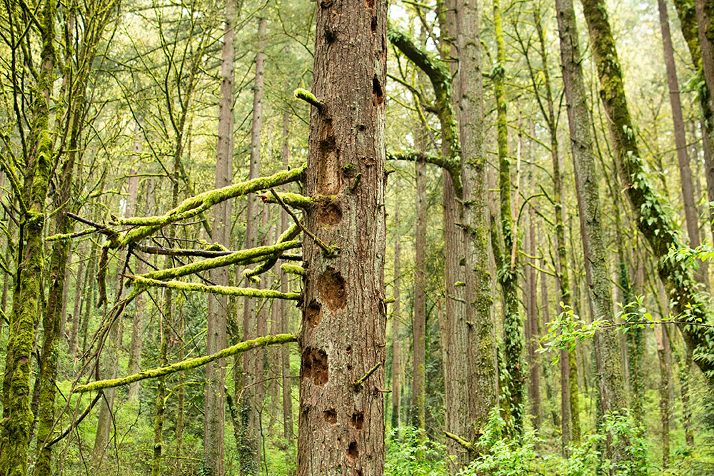 Snags make great habitat 