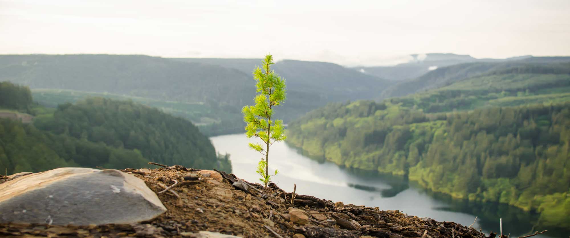 Reforestation is Oregon law banner