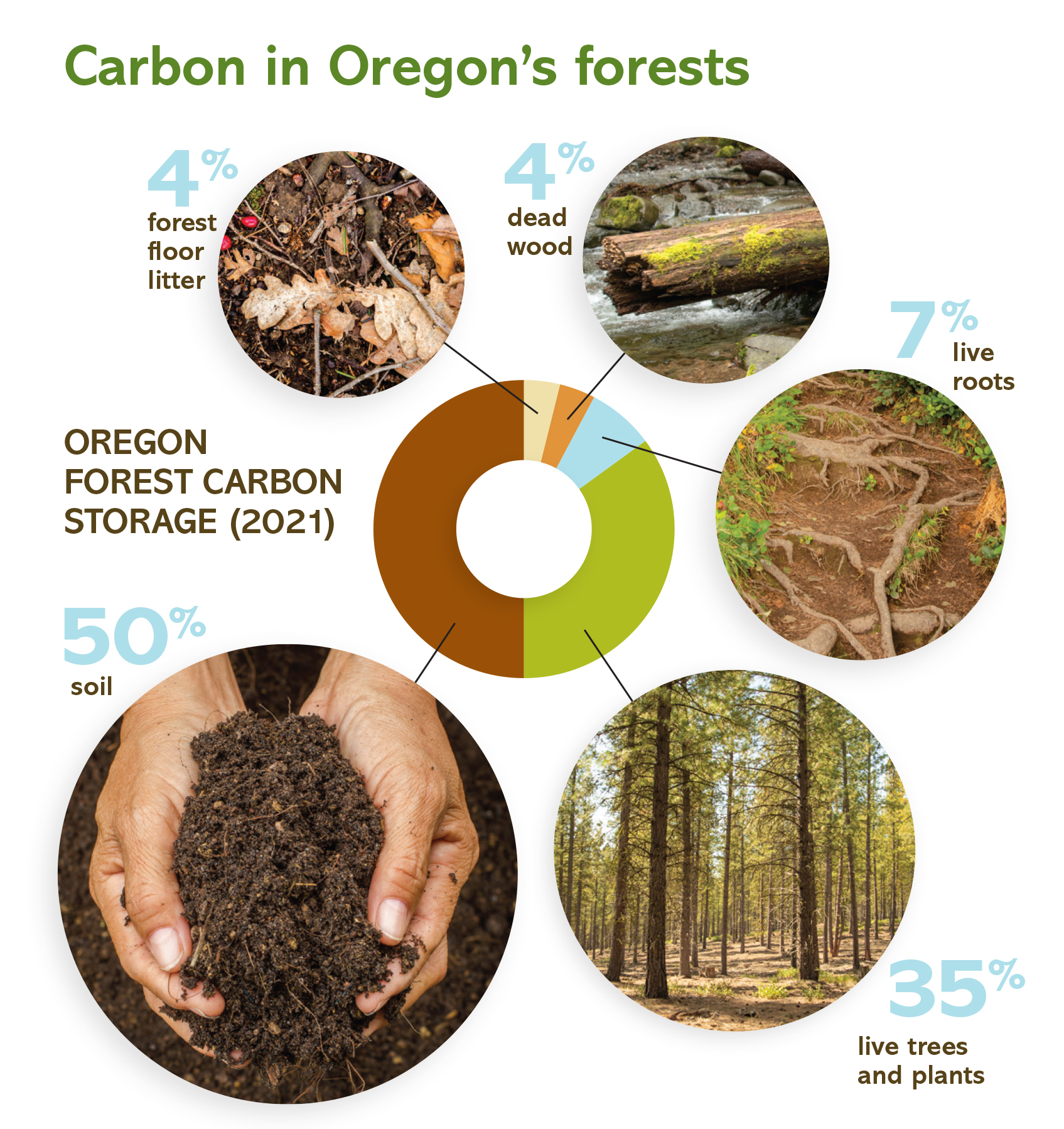 distribution of carbon in the forest cycle