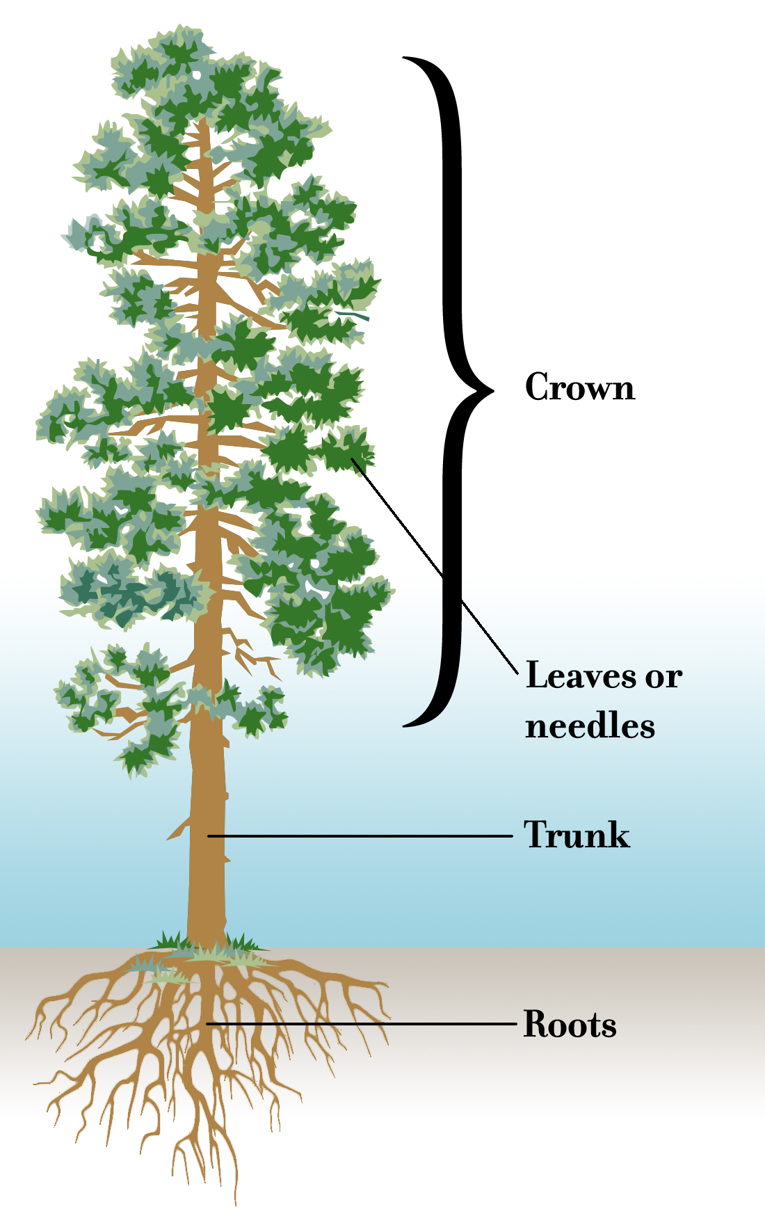 Diagram of a tree labeling its parts