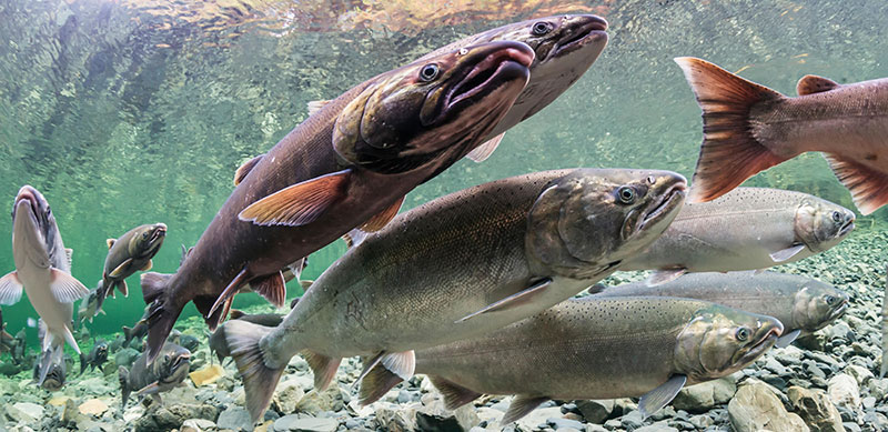 Salmon underwater