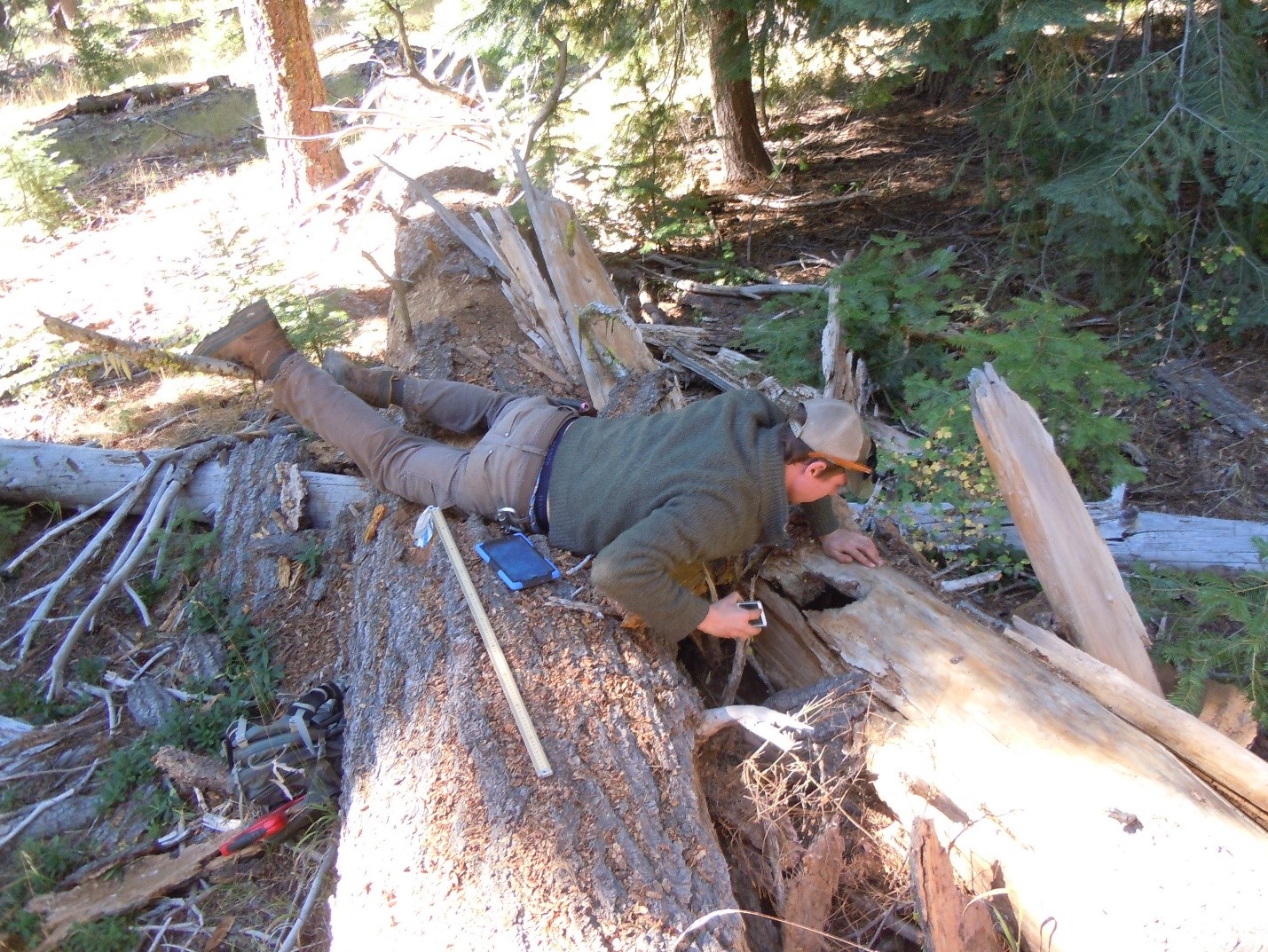 Brent investigating a den site.
