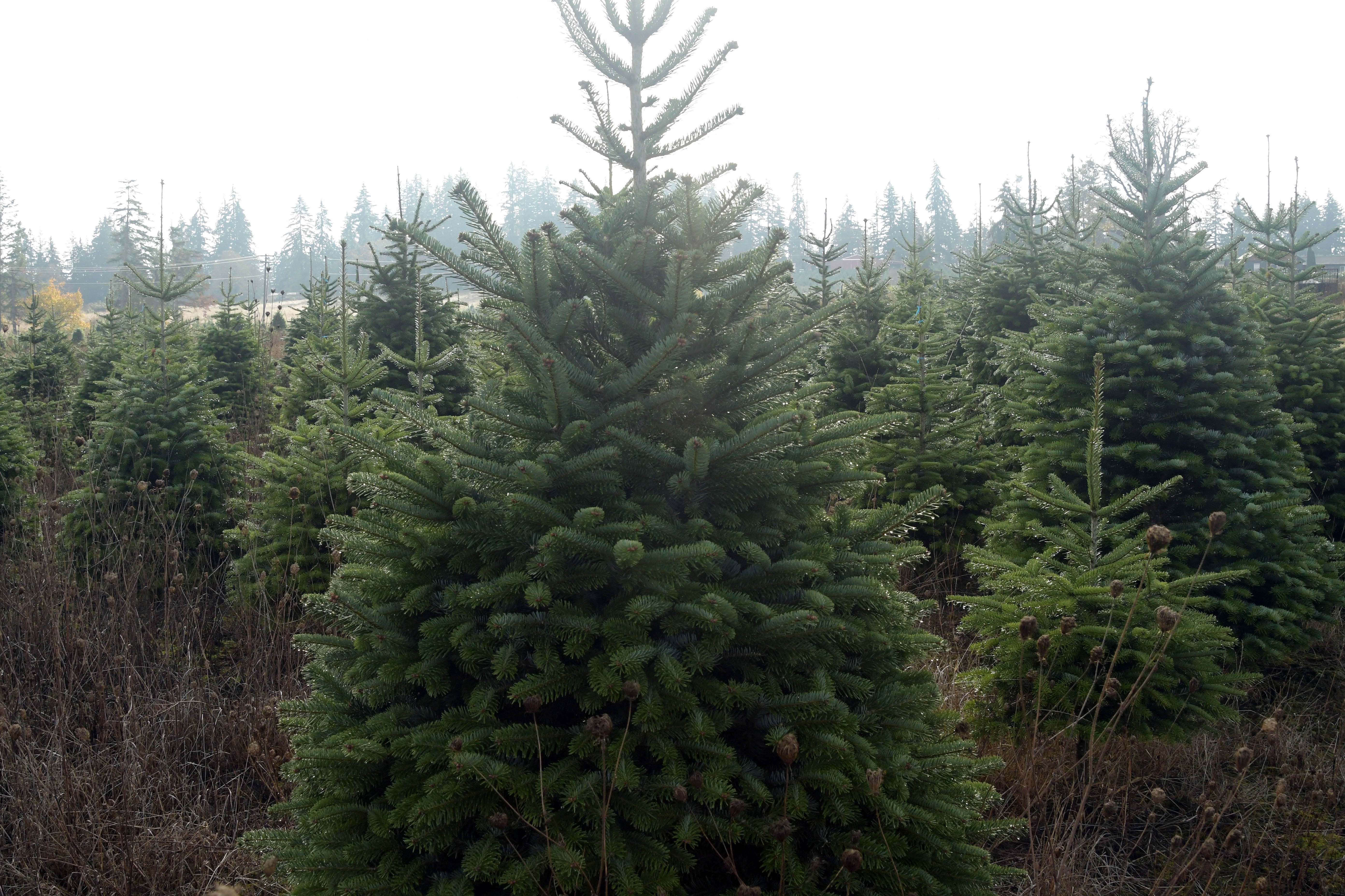 Christmas tree field.