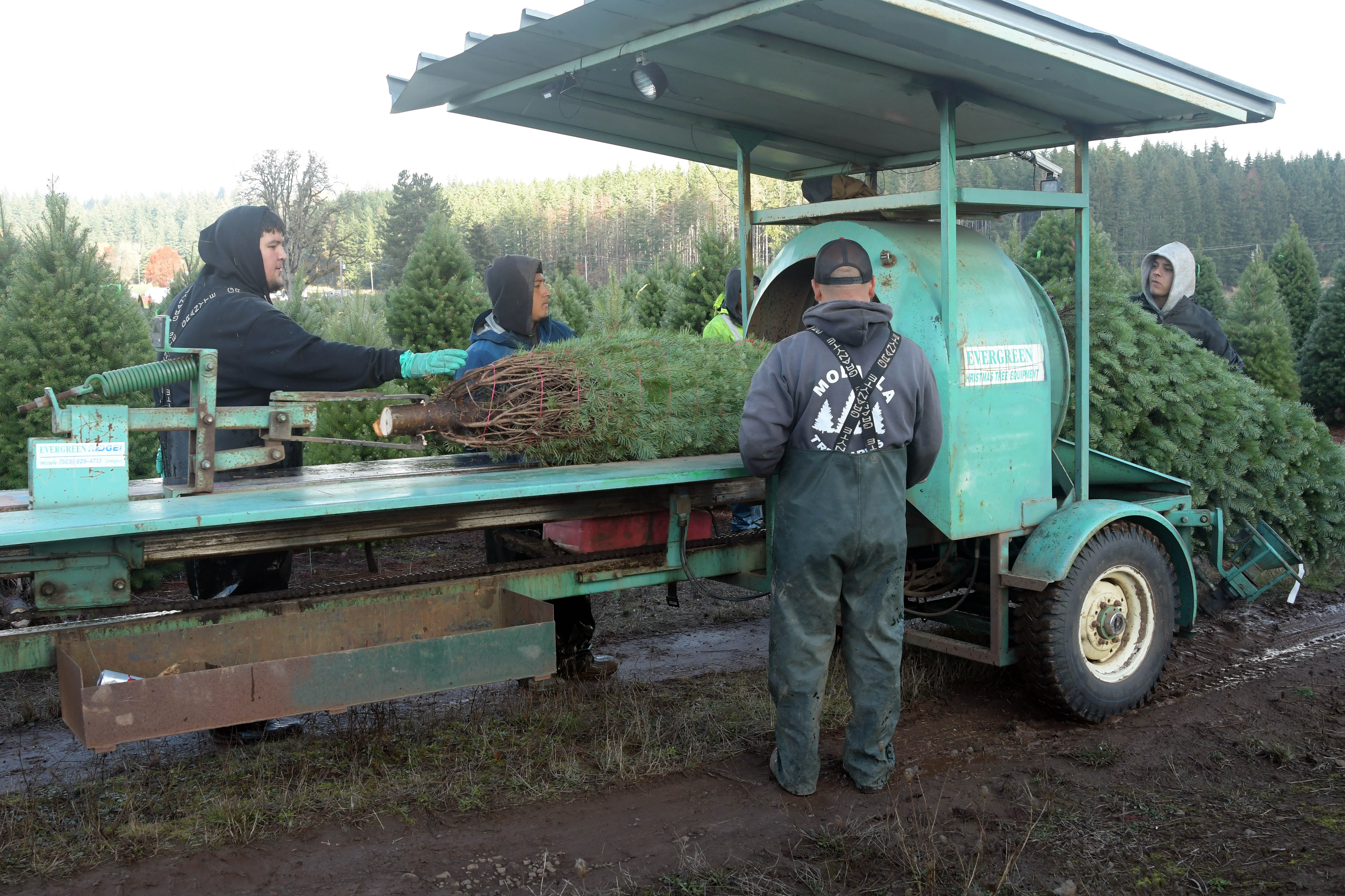Christmas tree farm workers bailing a Christmas tree.