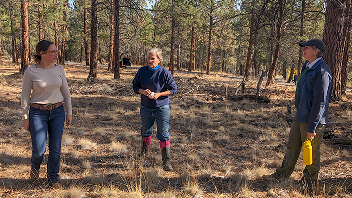 Three people standing in the forest
