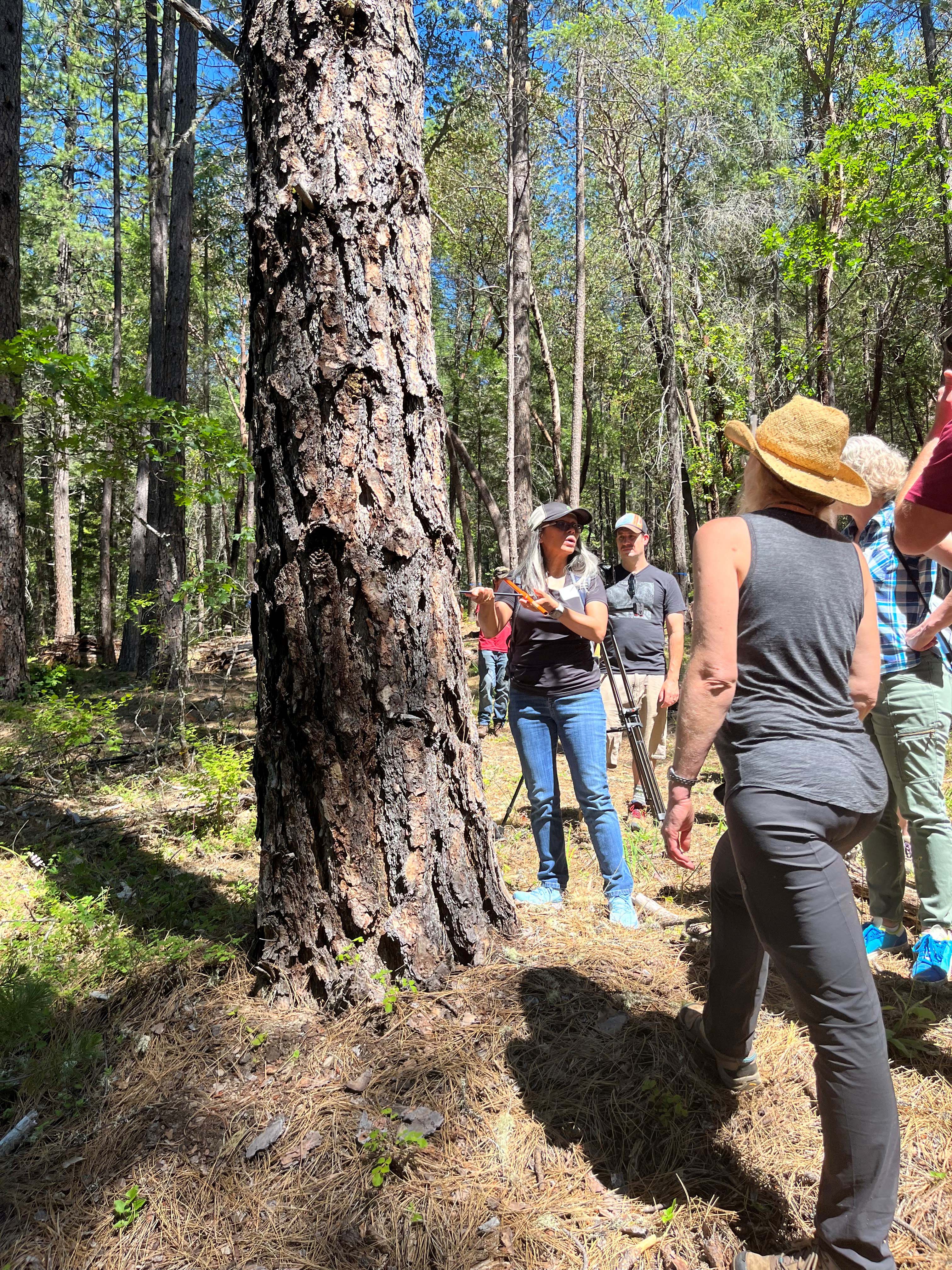 Teachers touring a forest