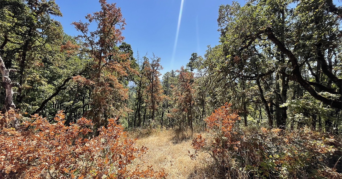 Photo of woodland in the autumn