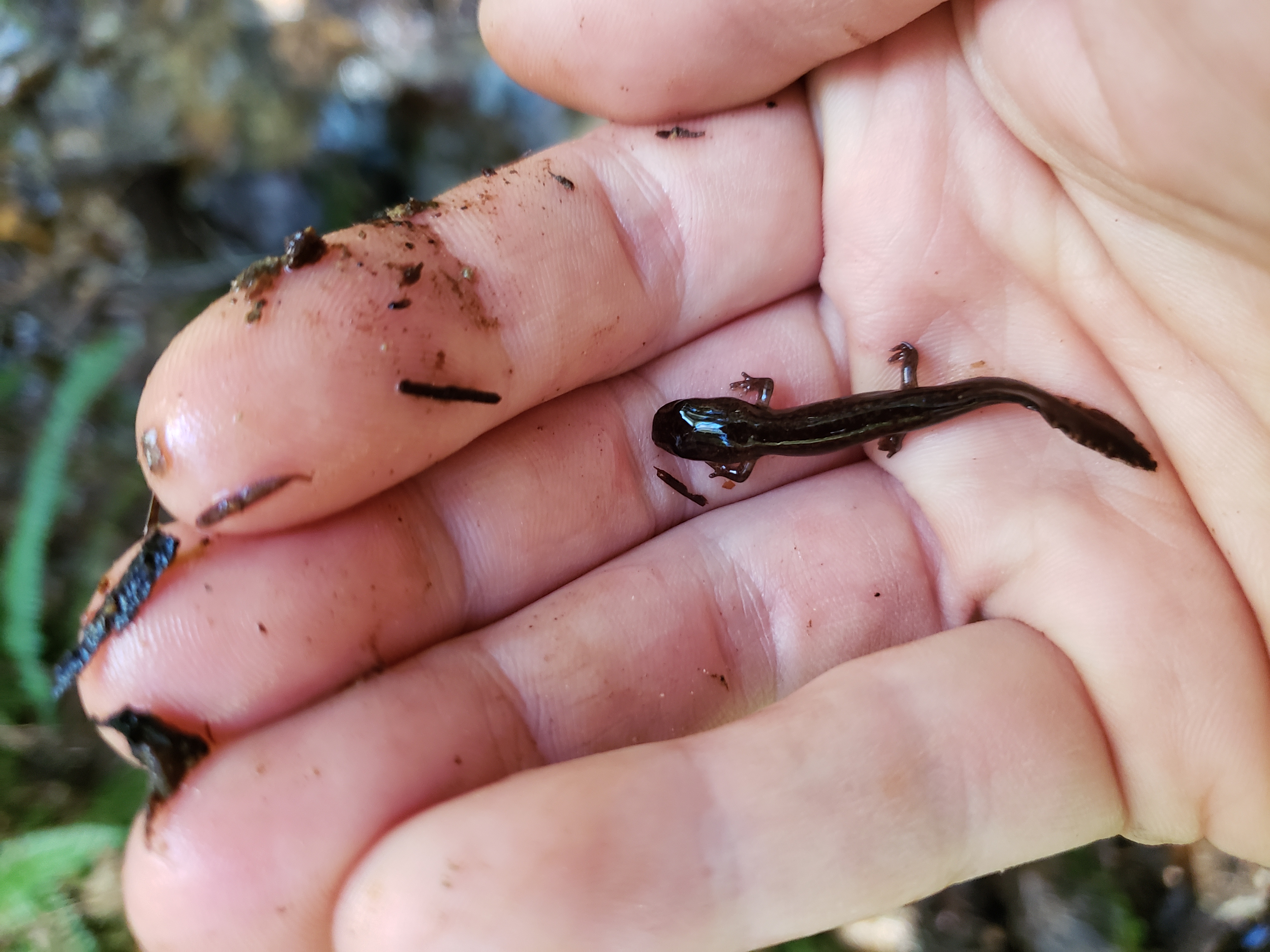 Baby giant salamander in a hand
