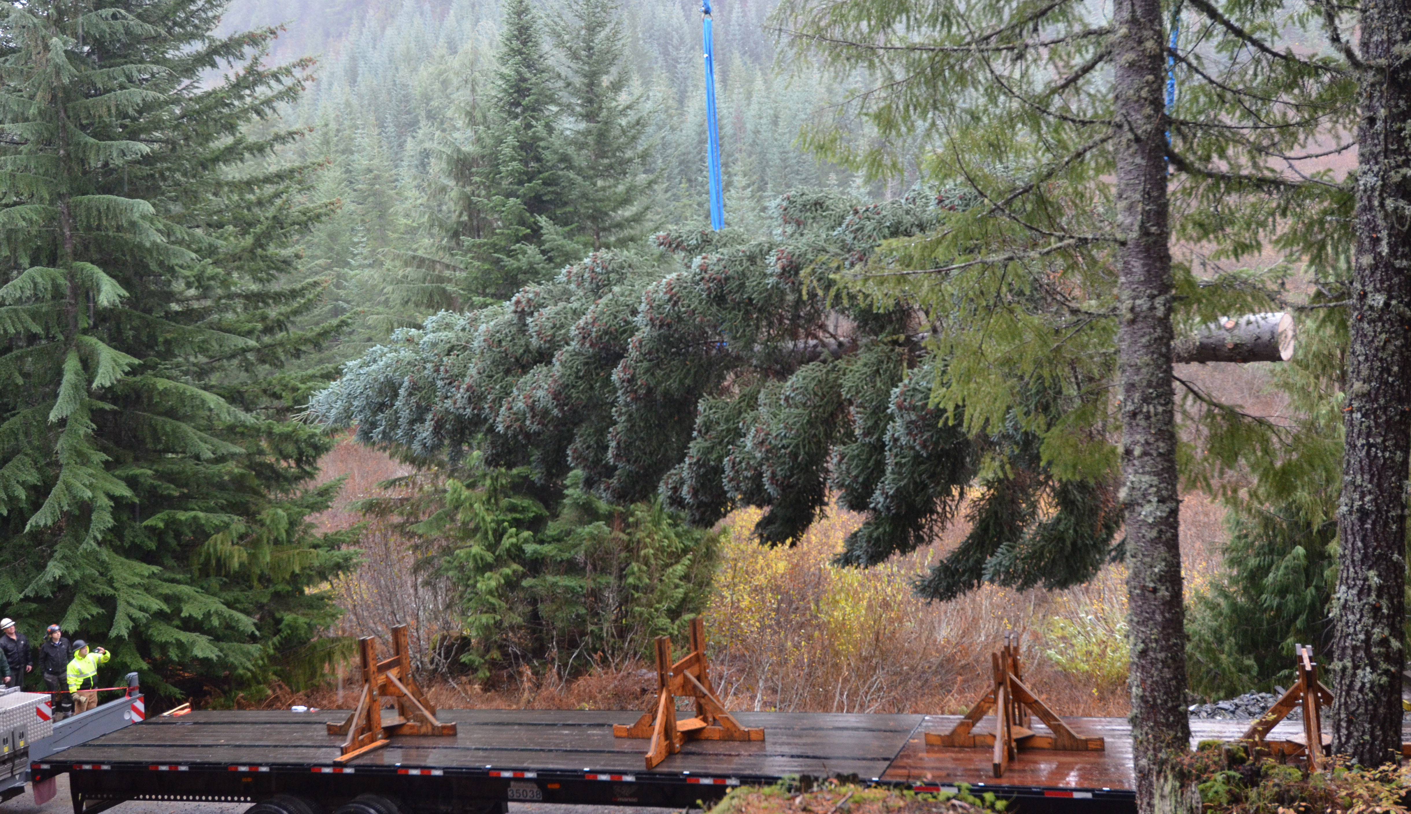 The Capitol tree is lowered onto a flatbed truck