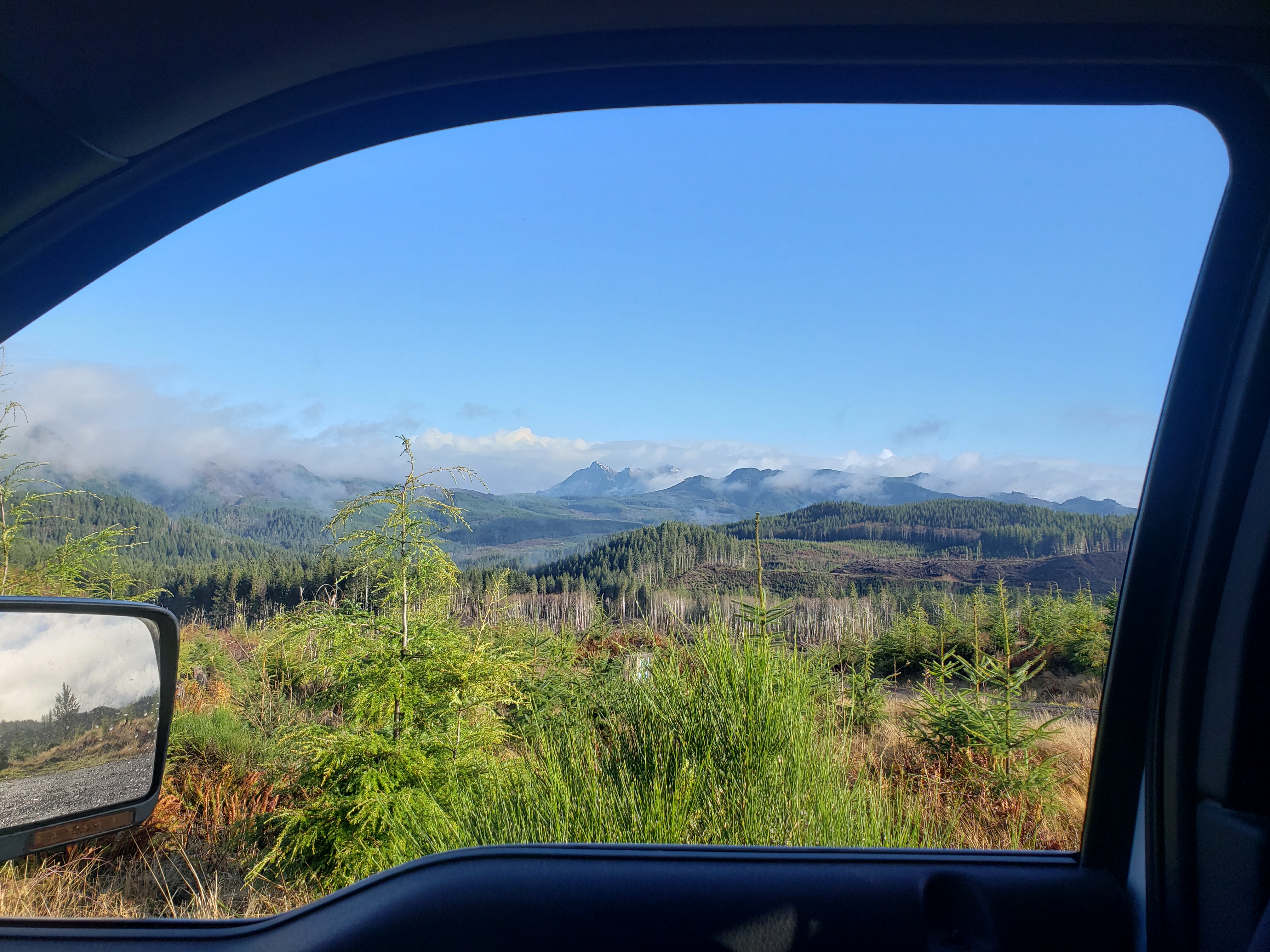 forest seen from truck window