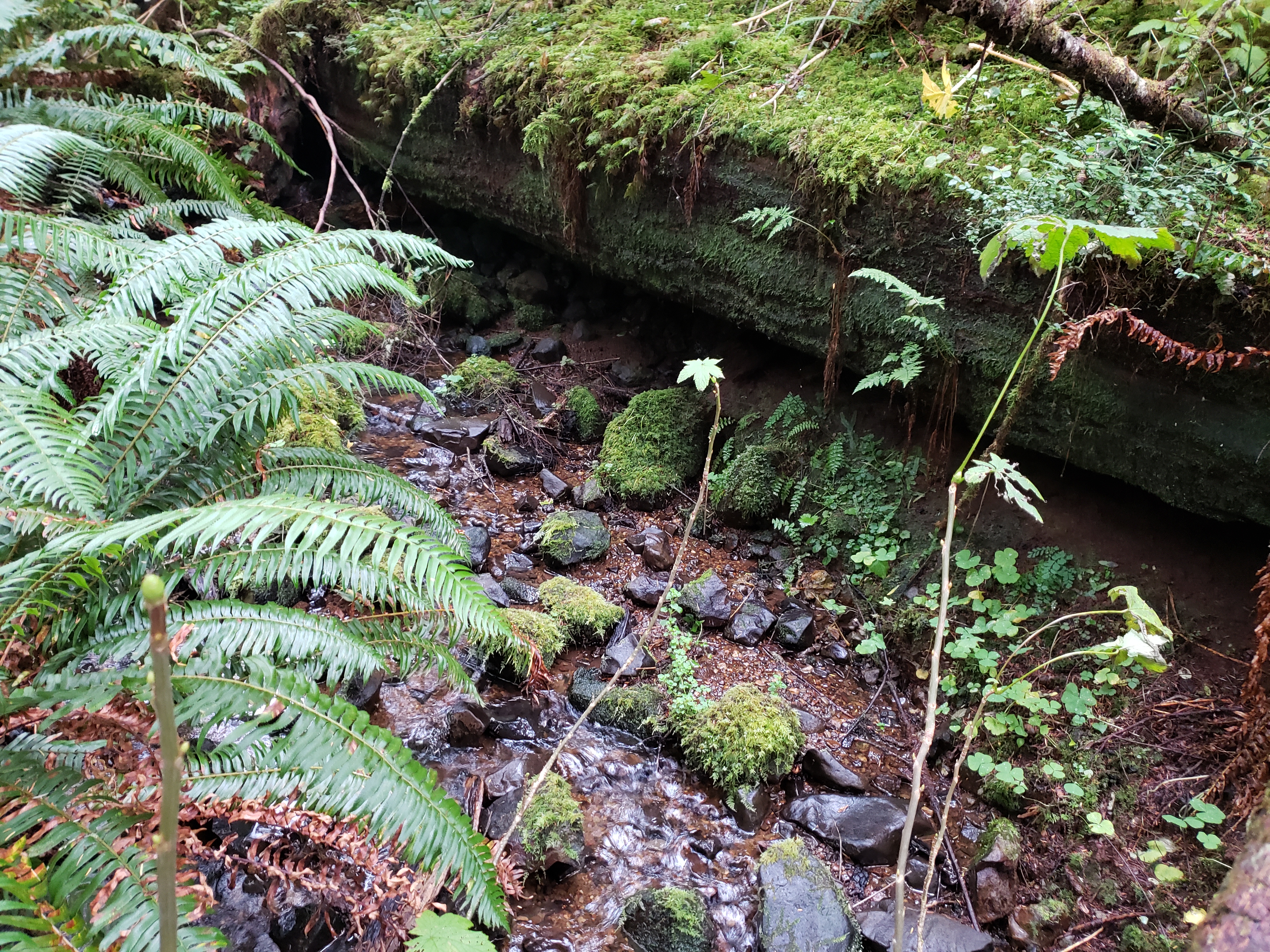 stream habitat