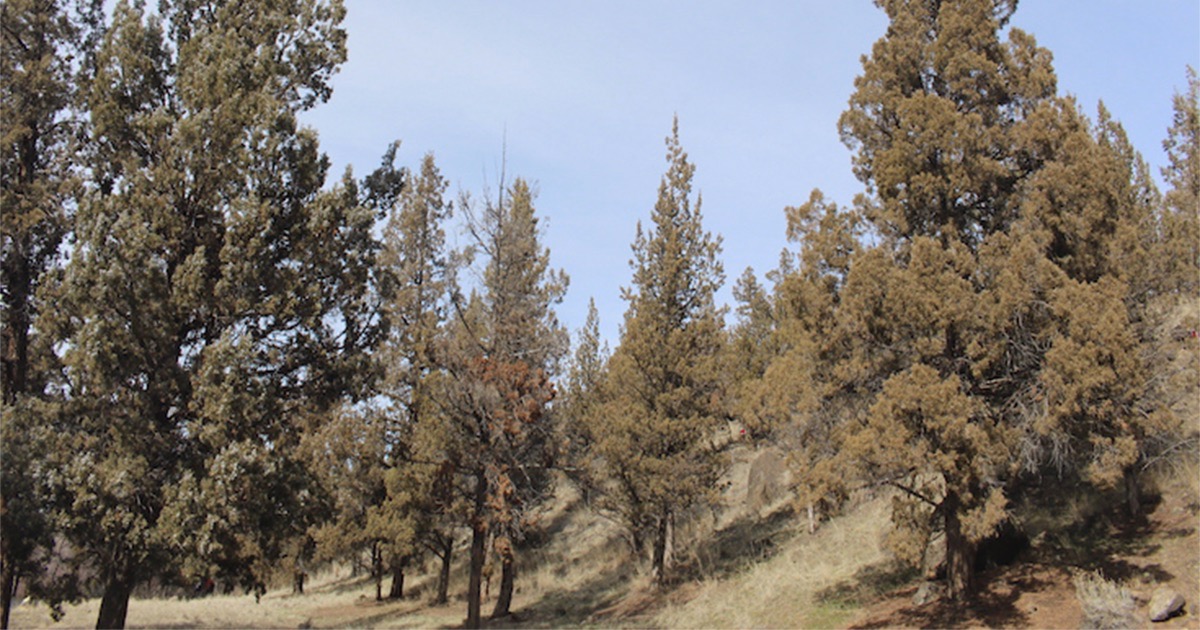 Photo of juniper woodlands