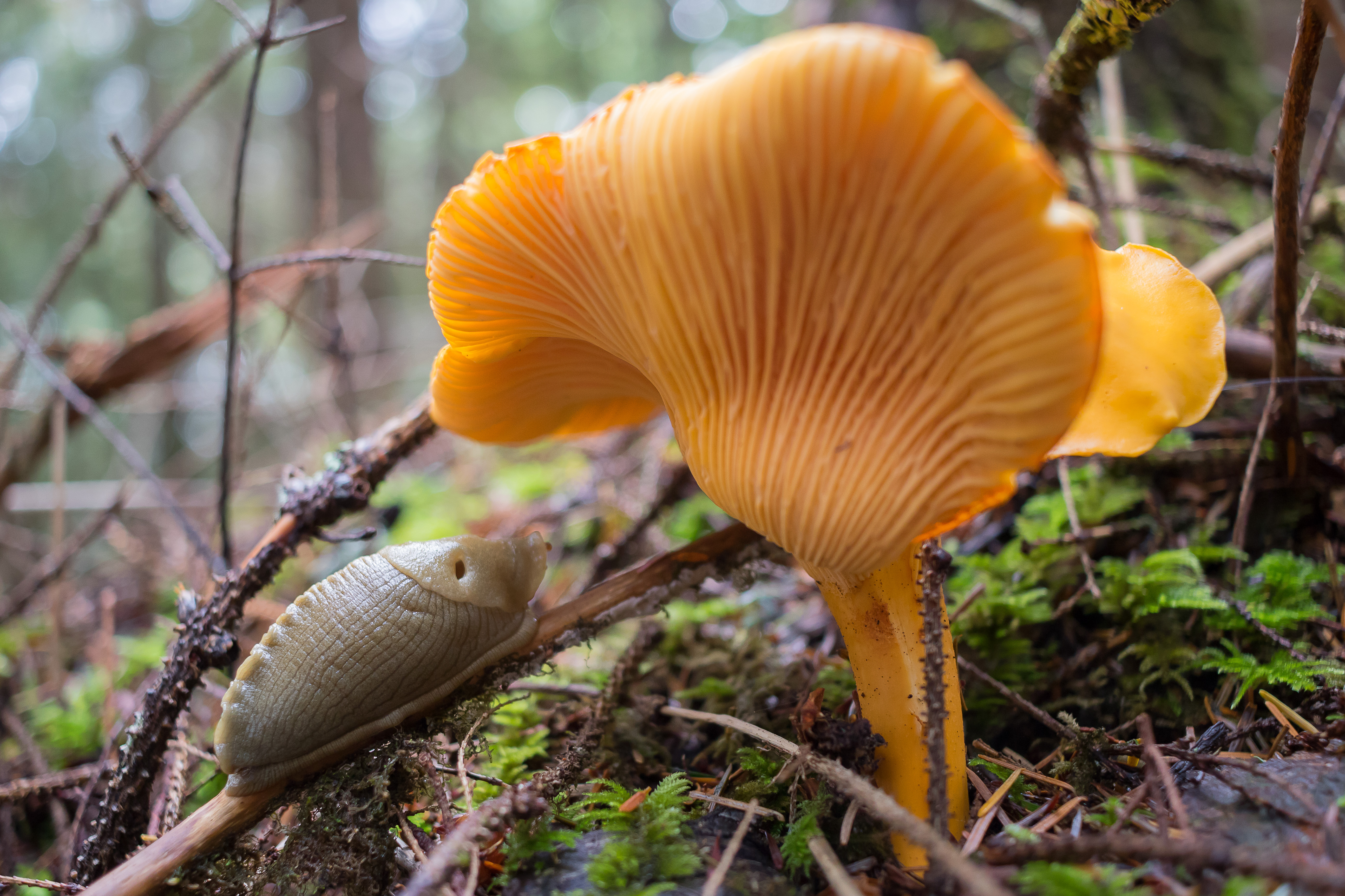Banana slug next to mushroom 